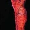 "Peeled Flesh - Right Leg" Human Body Part Halloween Prop